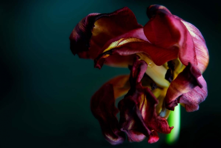 foto bloemen 008