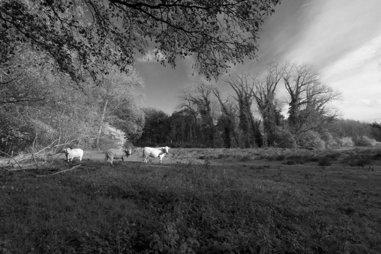 foto brabants landschap 001