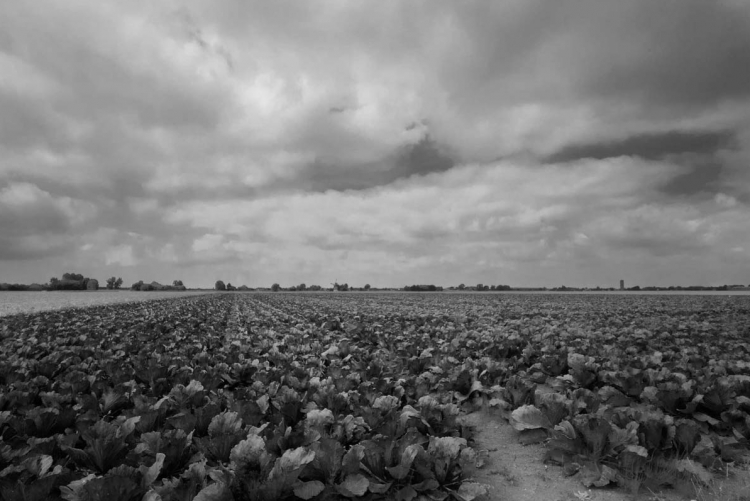 foto brabants landschap 002